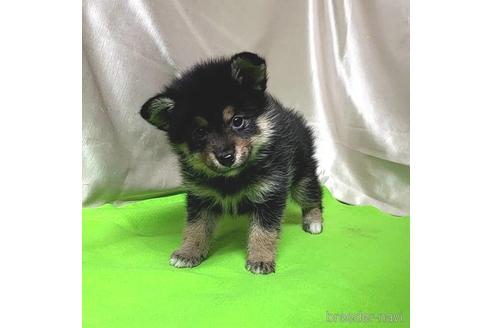 成約済の茨城県のミックス犬-204503の5枚目