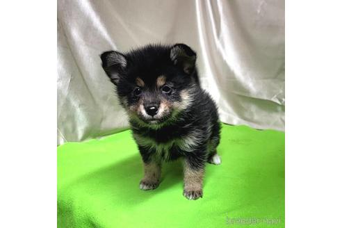 成約済の茨城県のミックス犬-204503の1枚目