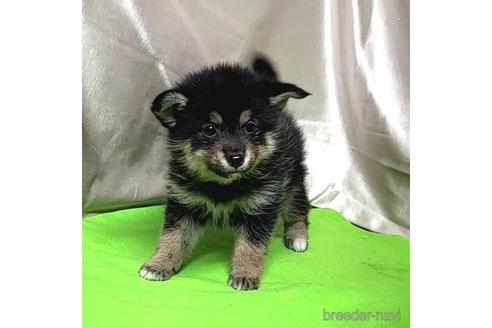 成約済の茨城県のミックス犬-204503の4枚目