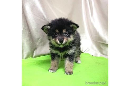 成約済の茨城県のミックス犬-204503の3枚目