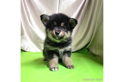 成約済の茨城県のミックス犬-204503の2枚目