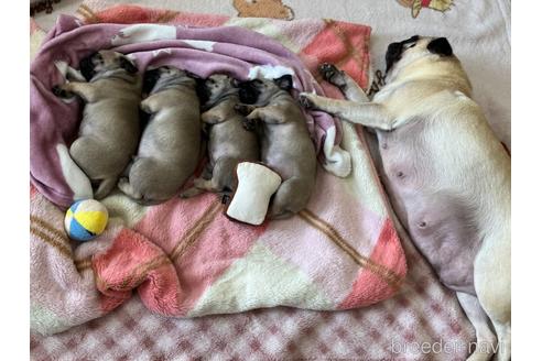 成約済の長野県のパグ-205485の2枚目