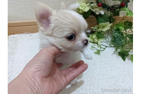 成約済の広島県のチワワ(ロングコート)-204657の9枚目