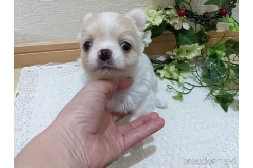 成約済の広島県のチワワ(ロングコート)-204657の5枚目