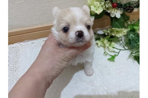 成約済の広島県のチワワ(ロングコート)-204657の4枚目