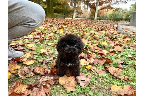 チョコちゃん1枚目
