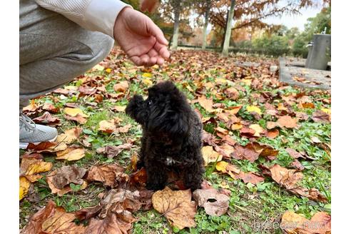 チョコちゃん1枚目