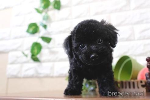 成約済の滋賀県のトイプードル-205440