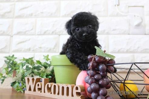 成約済の滋賀県のトイプードル-205440の6枚目