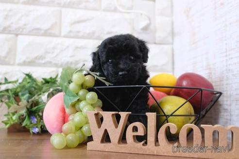 成約済の滋賀県のトイプードル-205440の3枚目