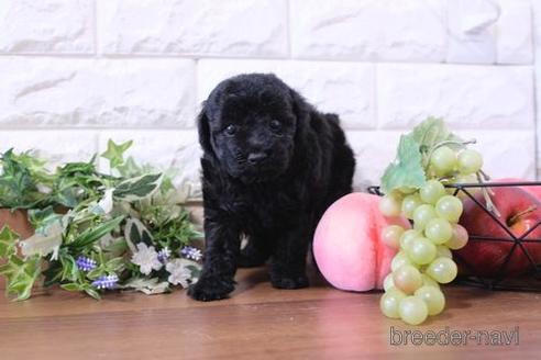 成約済の滋賀県のトイプードル-205440の2枚目