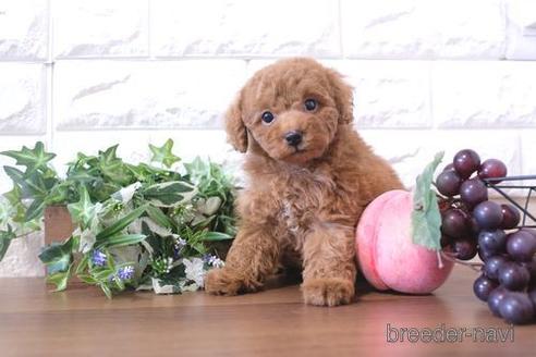 成約済の滋賀県のトイプードル-205444