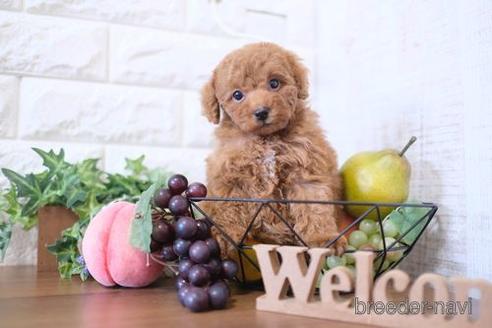 成約済の滋賀県のトイプードル-205444の6枚目