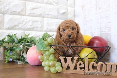 成約済の滋賀県のトイプードル-205444の3枚目