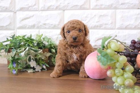 成約済の滋賀県のトイプードル-205444の2枚目