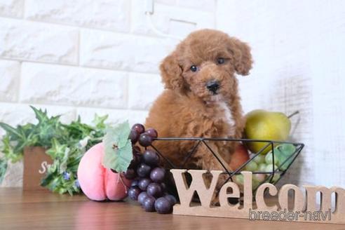 成約済の滋賀県のトイプードル-205445の1枚目