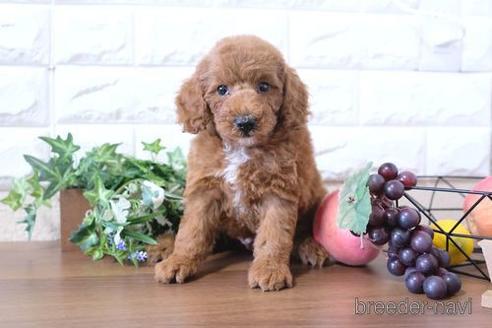 成約済の滋賀県のトイプードル-205445の6枚目