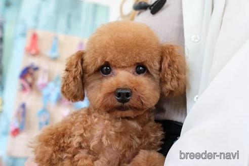 成約済の滋賀県のトイプードル-205445の5枚目