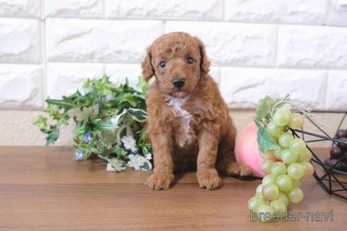 成約済の滋賀県のトイプードル-205445の3枚目