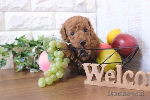 成約済の滋賀県のトイプードル-205445の2枚目