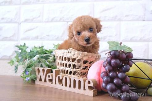 成約済の滋賀県のトイプードル-205446の1枚目