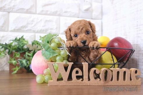 成約済の滋賀県のトイプードル-205446の3枚目