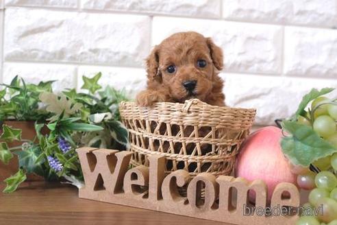 成約済の滋賀県のトイプードル-205446の2枚目