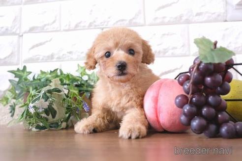 成約済の滋賀県のトイプードル-205448の1枚目