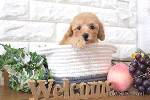 成約済の滋賀県のトイプードル-205448の6枚目