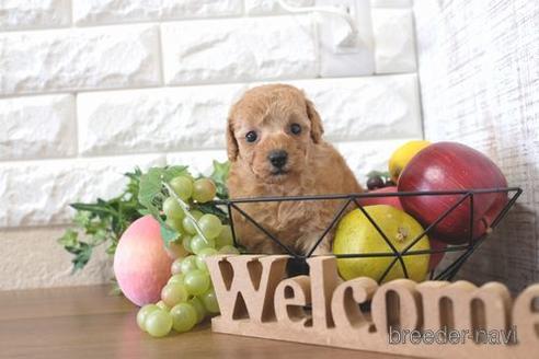 成約済の滋賀県のトイプードル-205448の3枚目