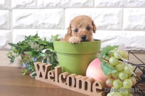 成約済の滋賀県のトイプードル-205448の2枚目