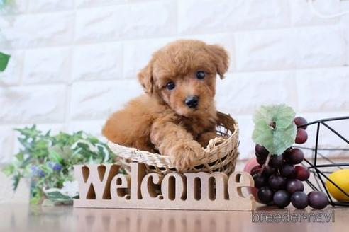 成約済の滋賀県のトイプードル-205592の1枚目