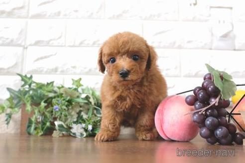 成約済の滋賀県のトイプードル-205592の6枚目