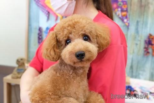 成約済の滋賀県のトイプードル-205592の5枚目