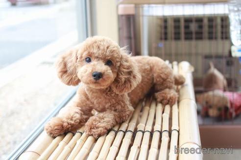 成約済の滋賀県のトイプードル-205592の4枚目