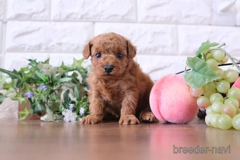 成約済の滋賀県のトイプードル-205592の3枚目