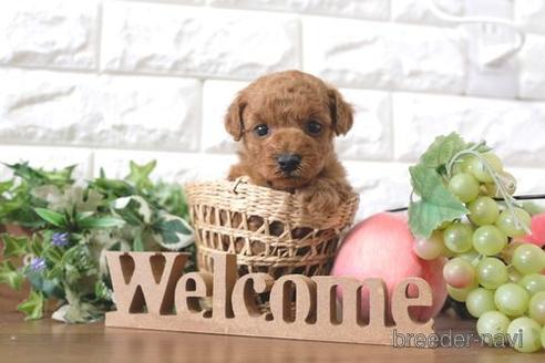 成約済の滋賀県のトイプードル-205592の2枚目