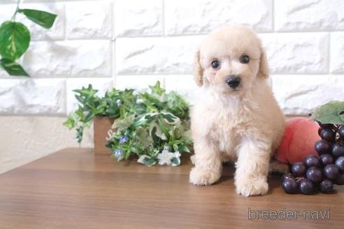 成約済の滋賀県のトイプードル-205596の1枚目