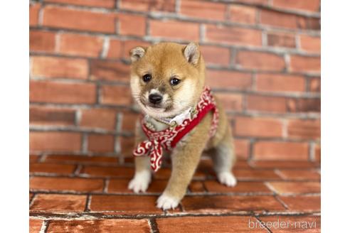 成約済の福岡県の豆柴-207692の13枚目