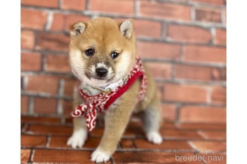 成約済の福岡県の豆柴-207692の14枚目