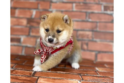 成約済の福岡県の豆柴-207692の8枚目