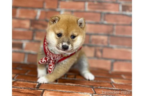 成約済の福岡県の豆柴-207692の9枚目