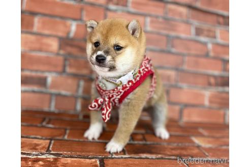 成約済の福岡県の豆柴-207692の10枚目