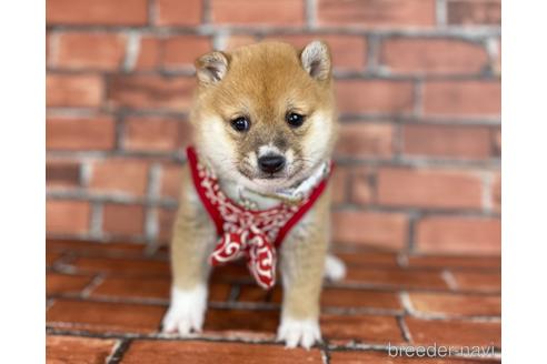 成約済の福岡県の豆柴-207692の11枚目