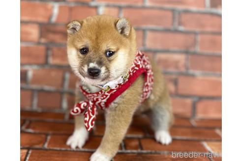 成約済の福岡県の豆柴-207692の12枚目