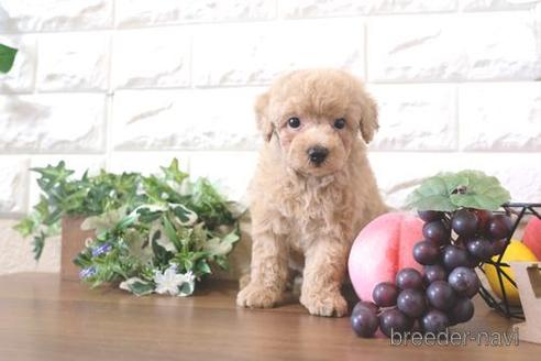 成約済の滋賀県のトイプードル-205601の1枚目