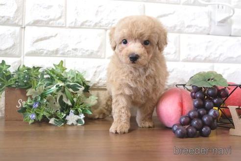 成約済の滋賀県のトイプードル-205601の6枚目