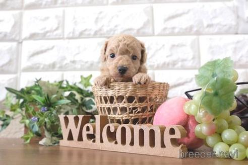 成約済の滋賀県のトイプードル-205601の3枚目