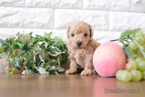 成約済の滋賀県のトイプードル-205601の2枚目