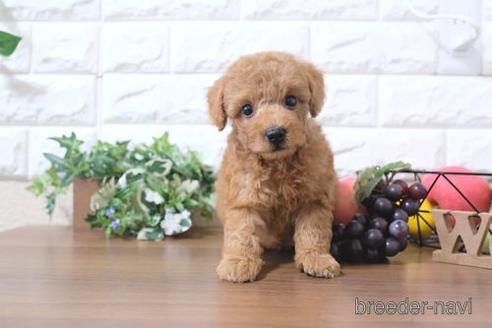 成約済の滋賀県のトイプードル-205605の1枚目